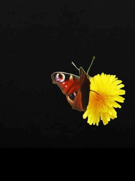 Schmetterling mit Blume