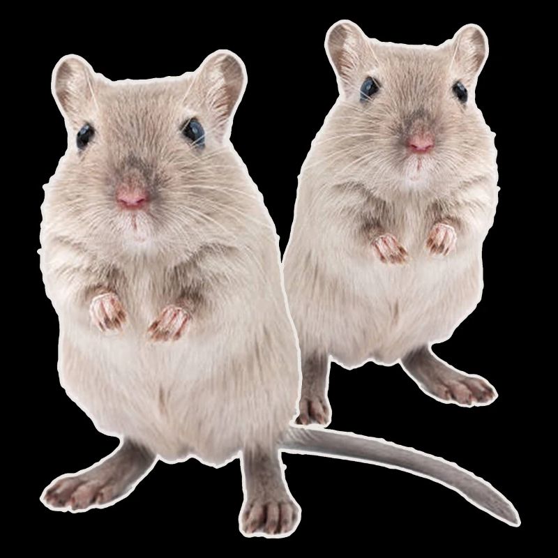Rennmaus Gerbils Souris de course du désert