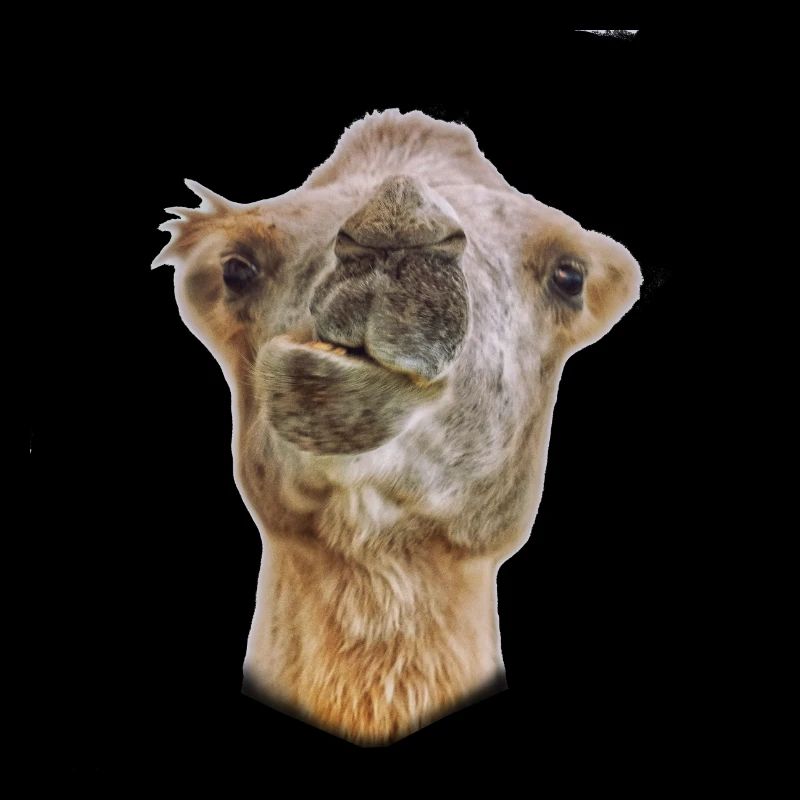 kamel