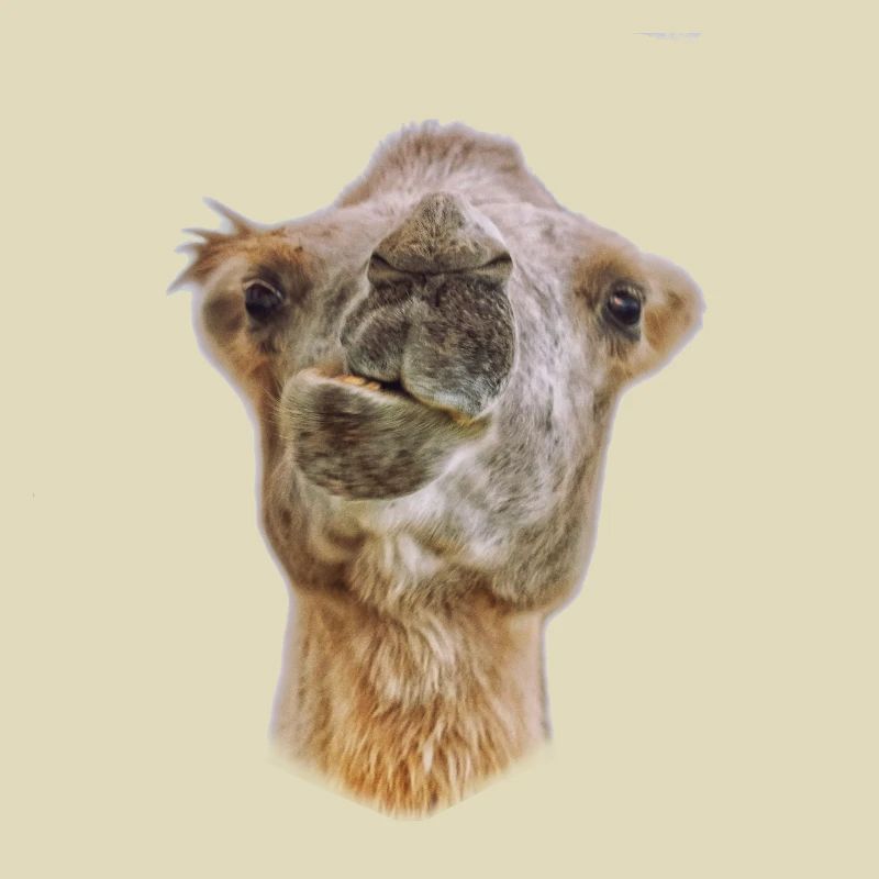 kamel