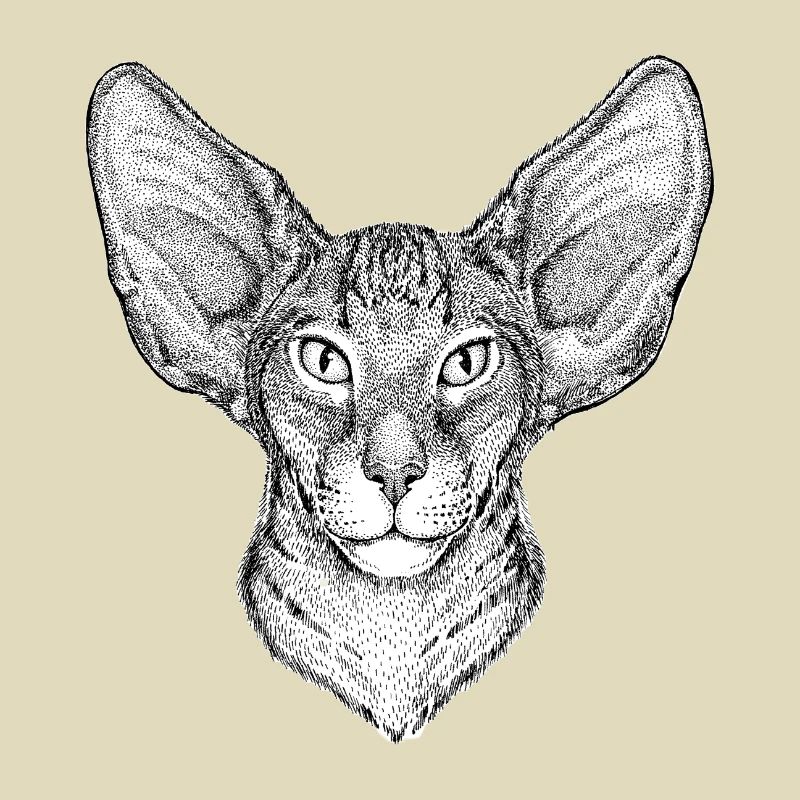 Katze