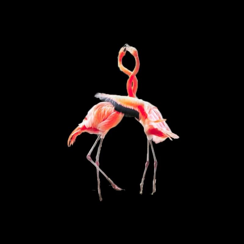 FLAMINGOS