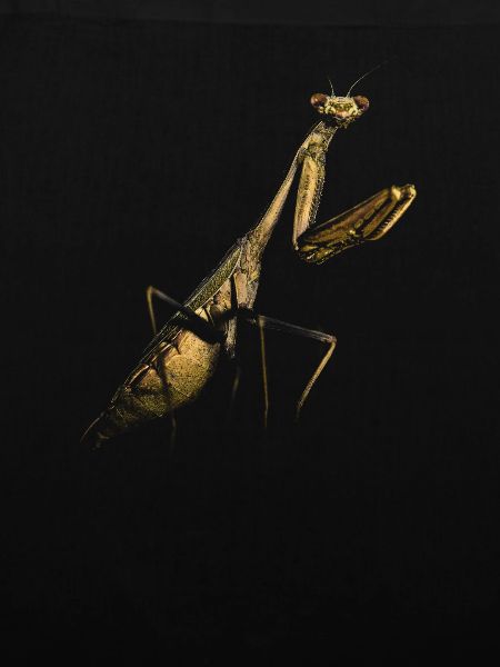 Gottesanbeterin Mantis