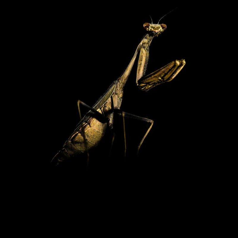 Gottesanbeterin Mantis