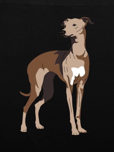 Windhund, Galgo, windhunde