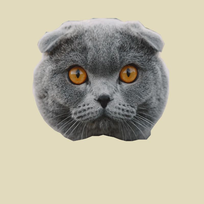 Katze