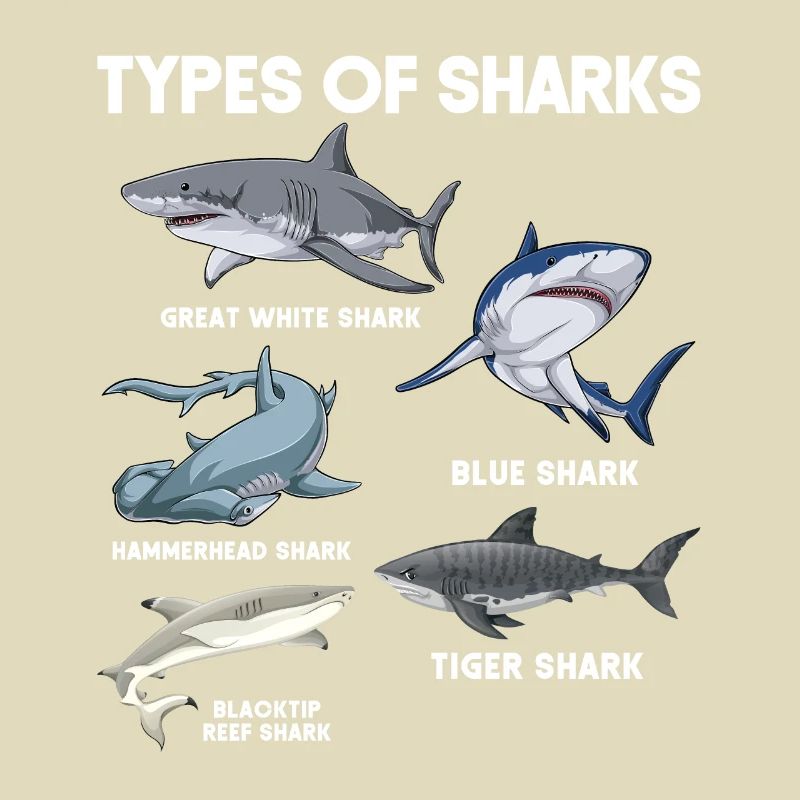 Types de requins