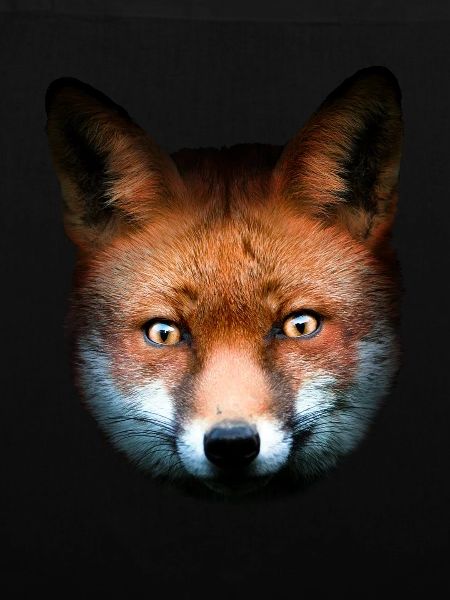 Fuchs Rotfuchs Tierisch Tiermotiv Kinder