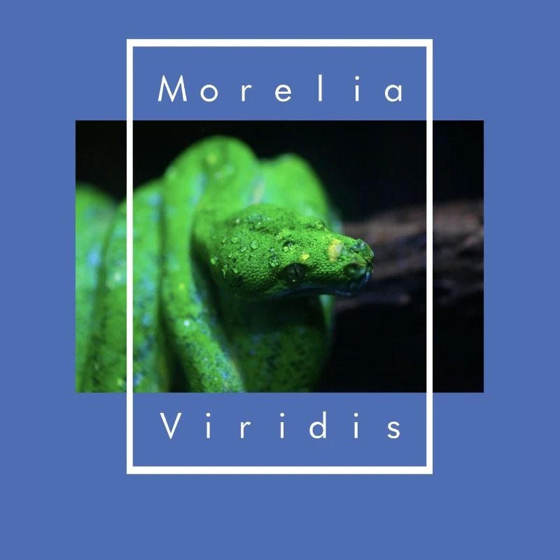 Morelia Viridis Snake Keeper Arbre Vert Python