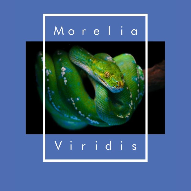 Morelia Viridis Arbre Vert Python Serpent Gardien