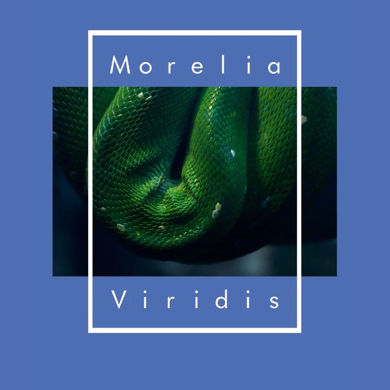 Arbre vert Python Morelia Viridis Serpent