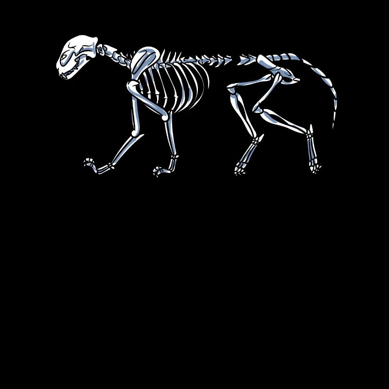 Skelett Katze
