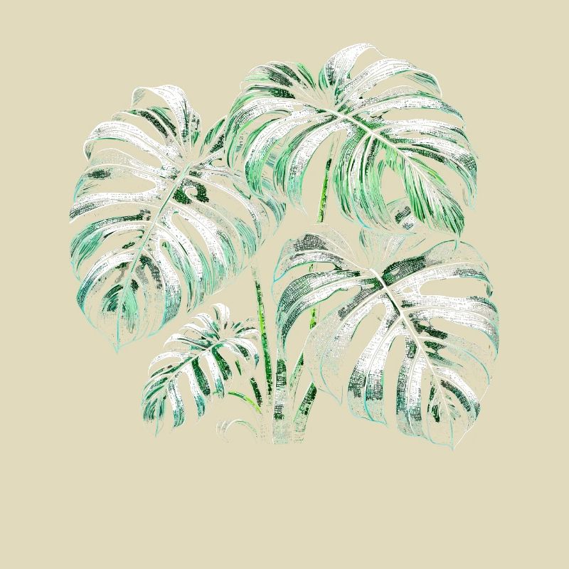Variegated Monstera