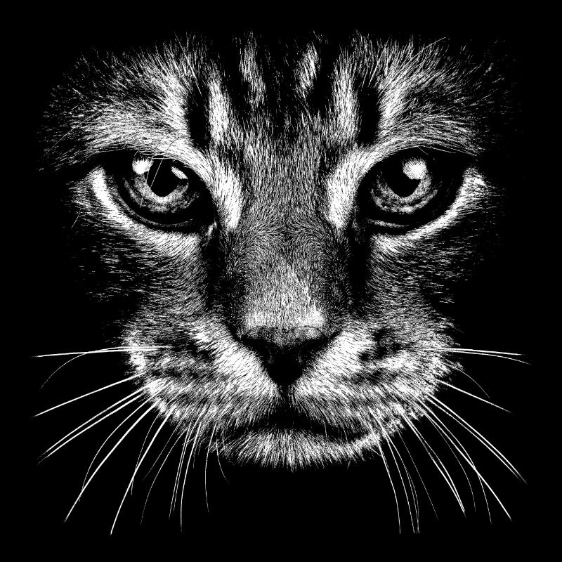 Chat / potrait / visage / tête