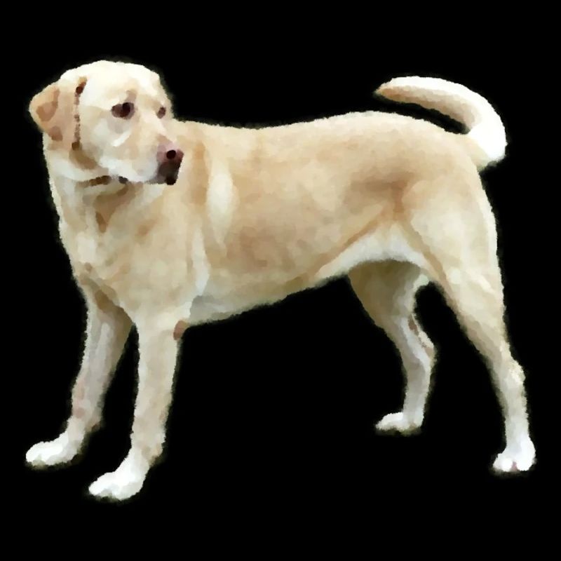 Labrador in Hellbraun