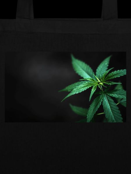 Cannabis Pflanze