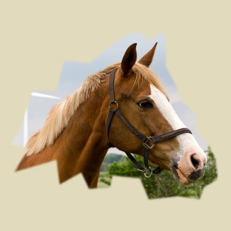 Horse. Pferd.