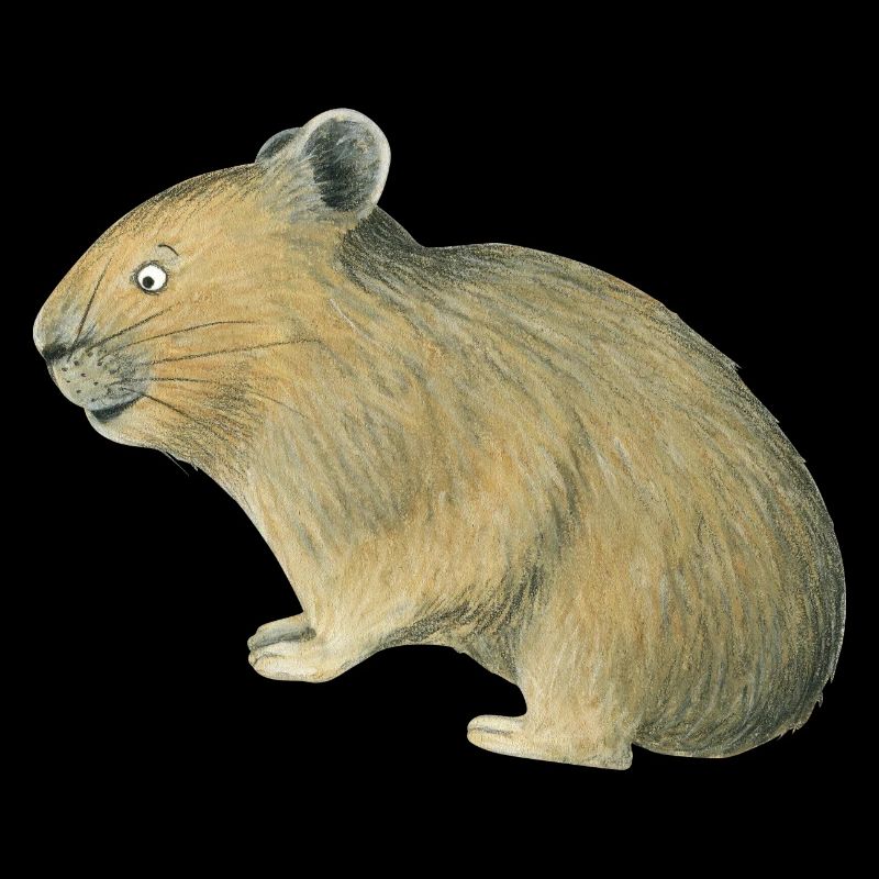 Pika