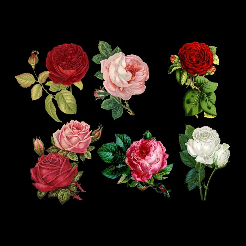 Rosen gemalt