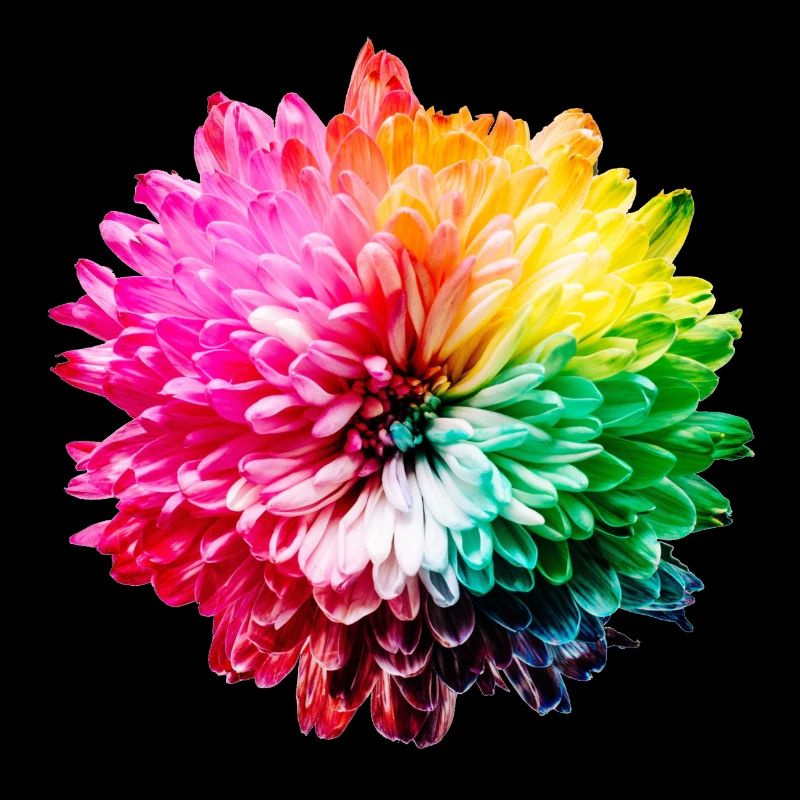 Chrysanthème Arc-en-ciel