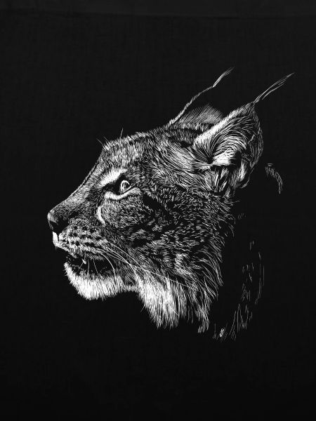 Luchs