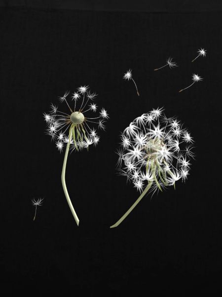 White dandelion silhouette