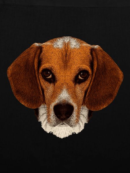 jagdhunde, Beagle leinwand optik