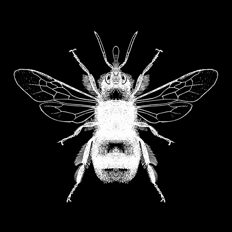 Hummel