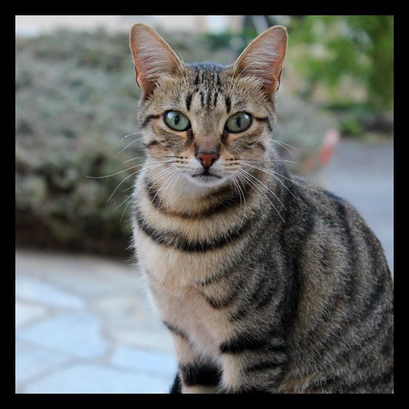 Chat chaton affiche chat carré affiche