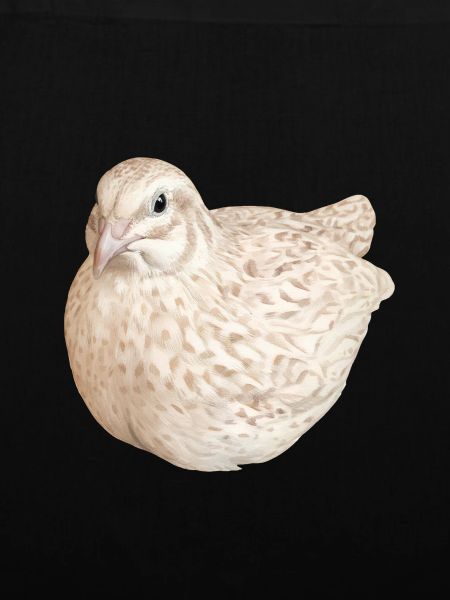 Cinnamon Spotted Quail Nature Illustration