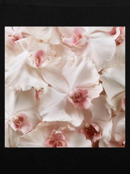 Trendige, rosa-weiße Orchidee
