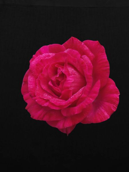 Rosenrosa Blütenblüte