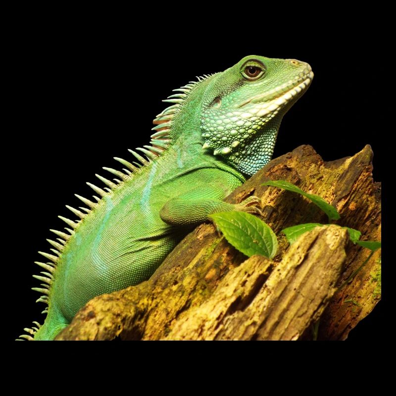 Agama d’eau