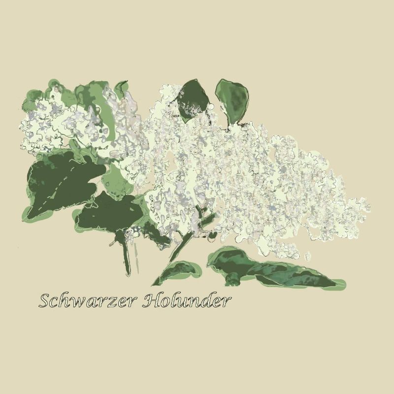 Schwarzer Holunder