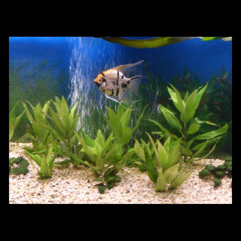Fisch