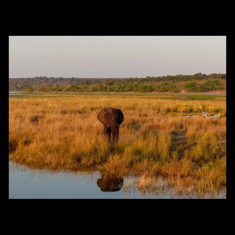 Elefant am Wasser in Namibia Afrika