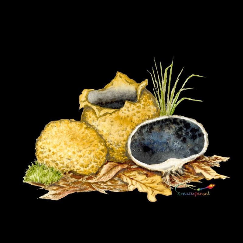 Kartoffelbovist (Scleroderma citrinum)