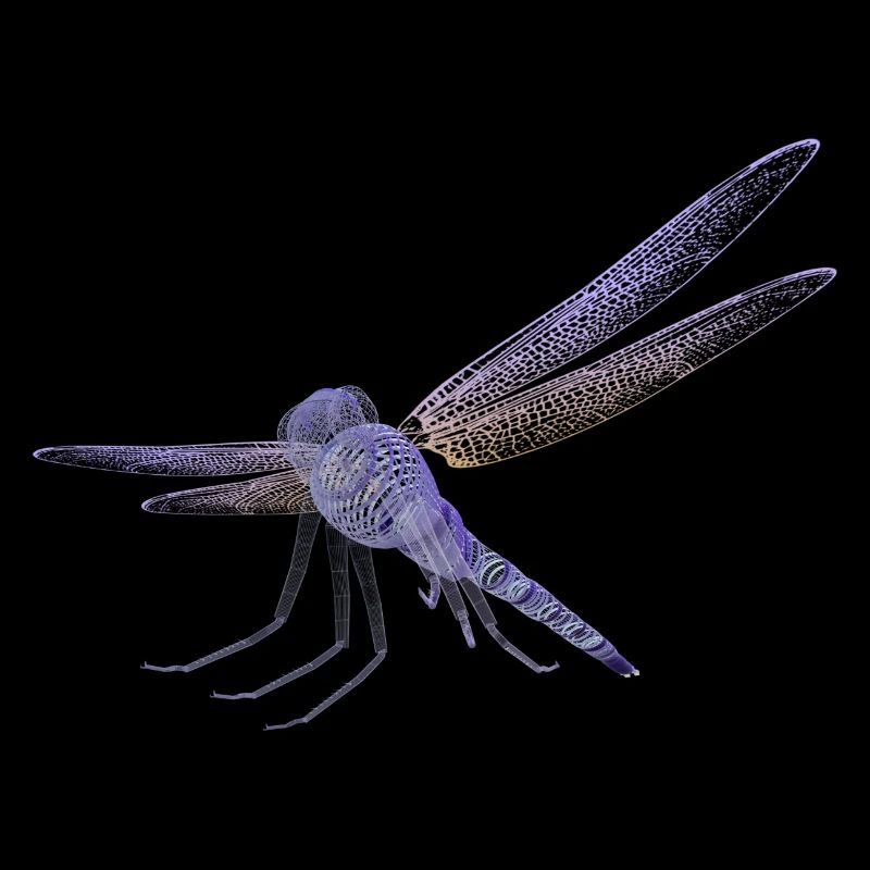 Libellule