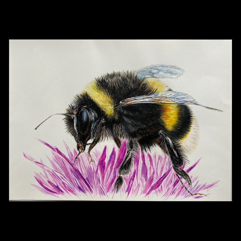 Hummel (Bumble Bee)