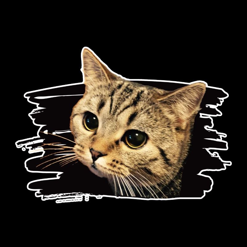 Bkh katze
