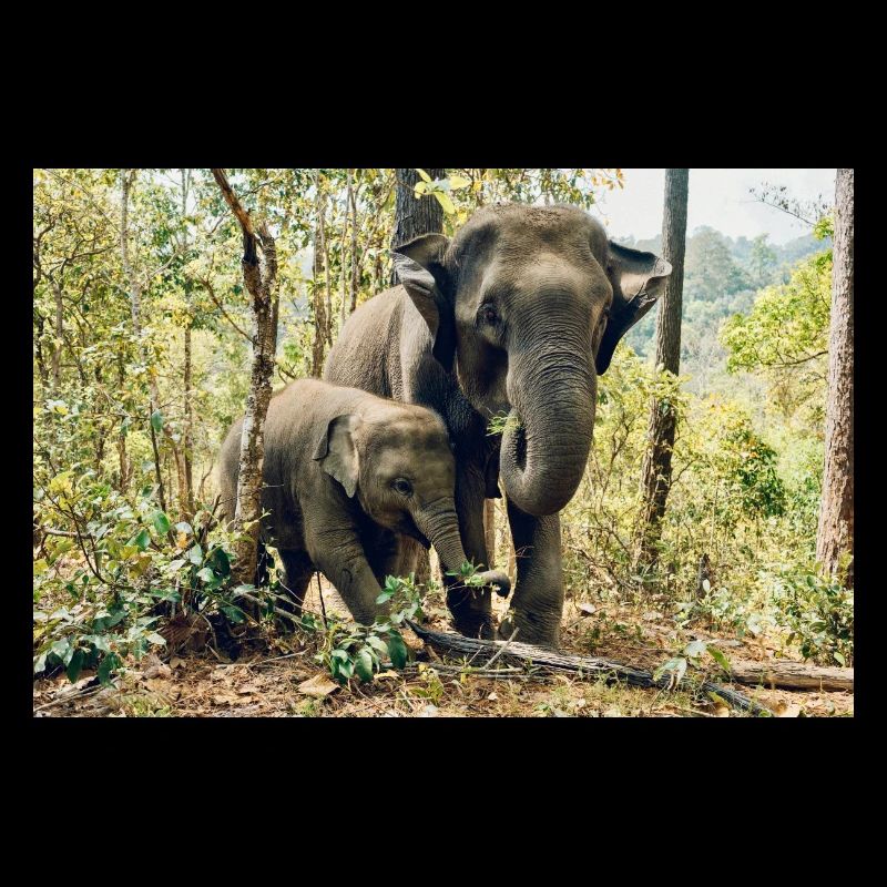 l'éléphant