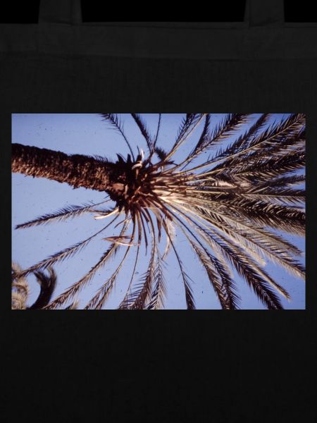 Coconut Tree
