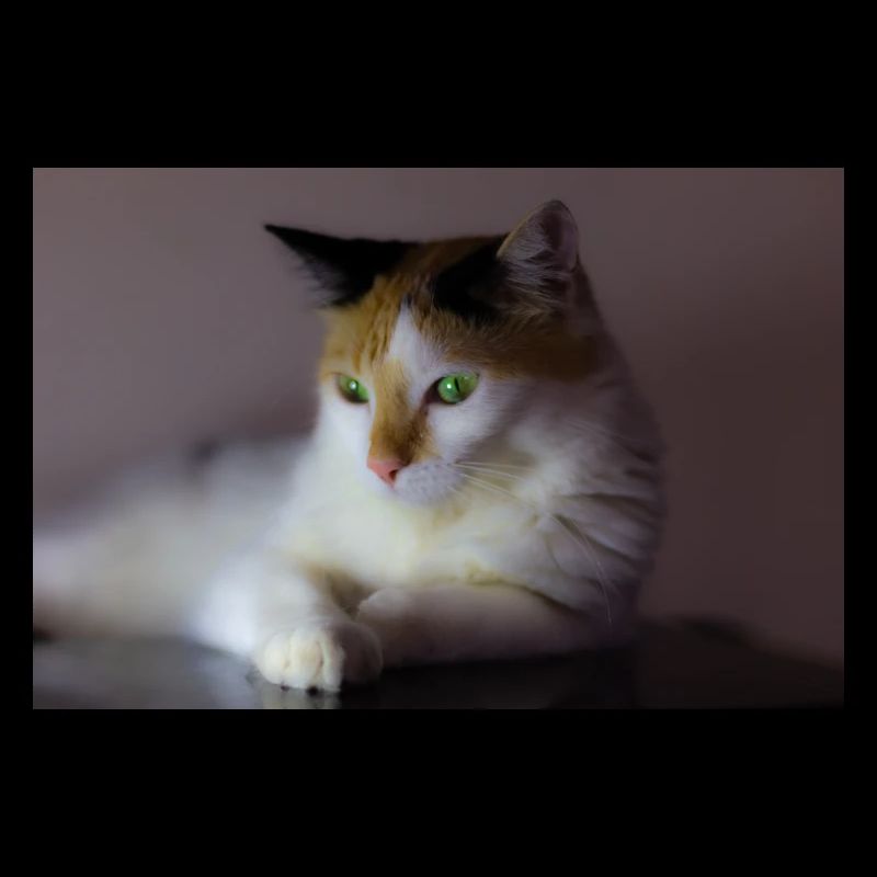 le chat au doux regard