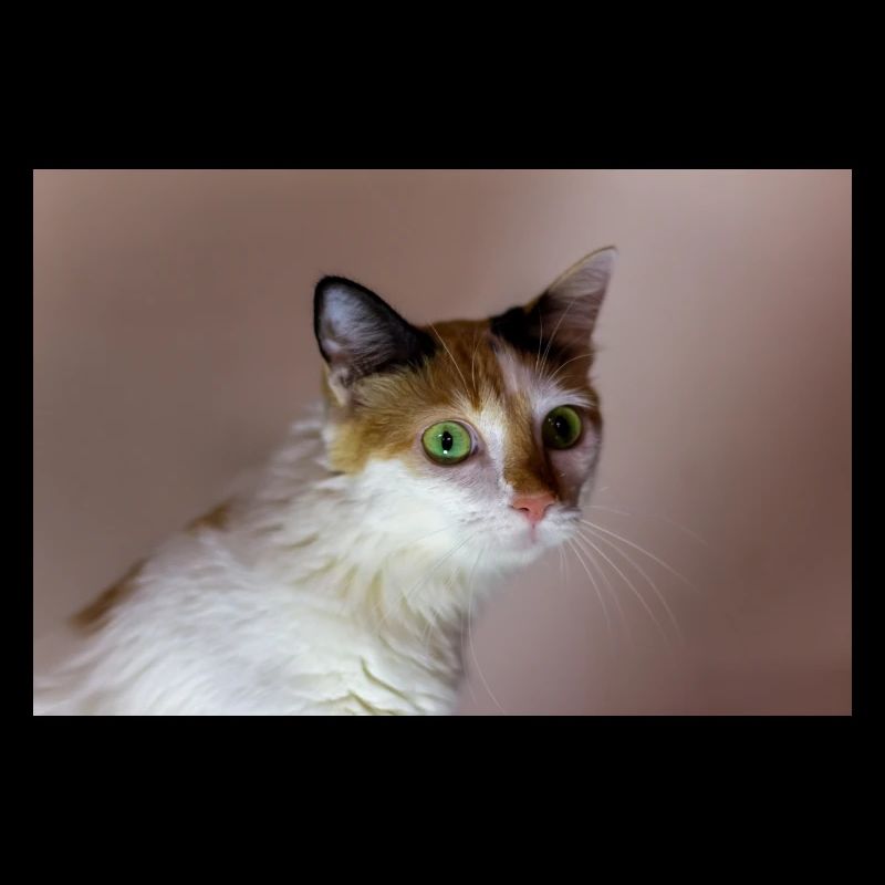 Die Katze mit dem süßen Look