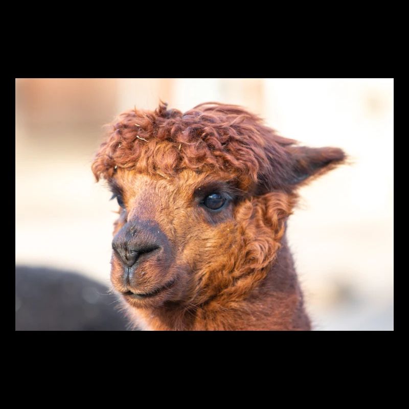 Alpaca (in german Alpaka) Vicugna pacos