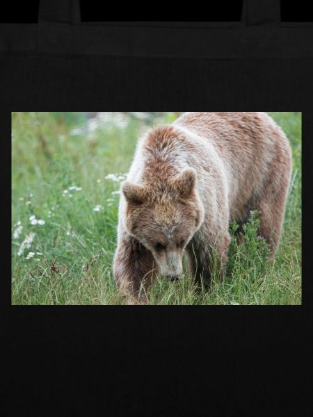 Braunbär Ursus arctos
