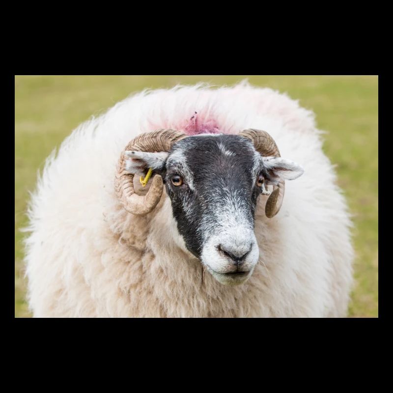 Sheep (in german Schaf) Ovis in Ireland