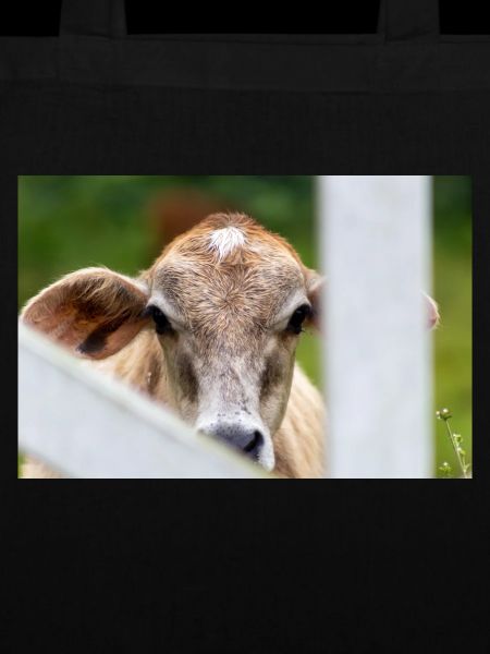 cow's head