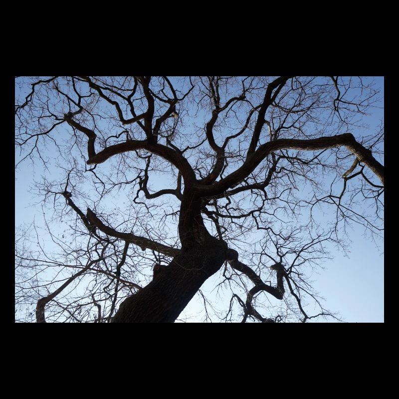 Kahler Baum