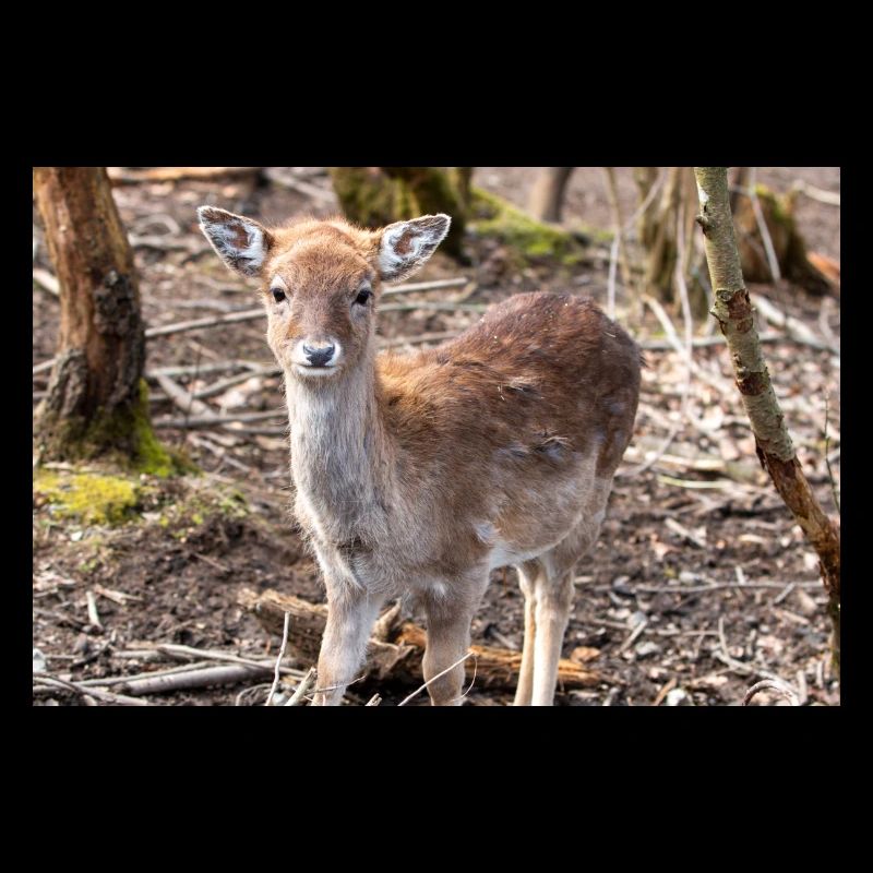 Daim (en allemand Damwild ou Damhirsch) Dama